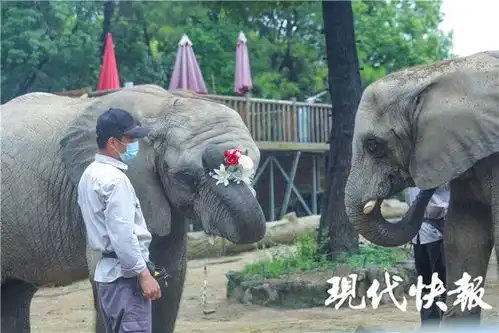  搞对象撒狗粮,动物园七夕也浪漫