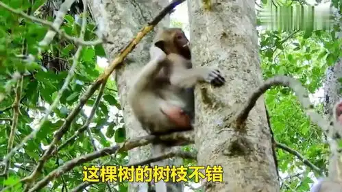 猴子坐着树枝抱着树上,姿势优雅  猴子坐着树枝抱着树上,姿势优雅
