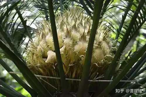  一组稀世罕见的铁树开花照片