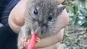  灭鼠