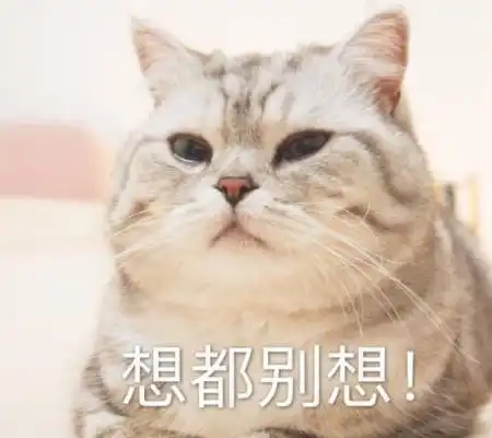  确认过眼神是养猫的人,铲屎官相见恨晚的5个小窍门