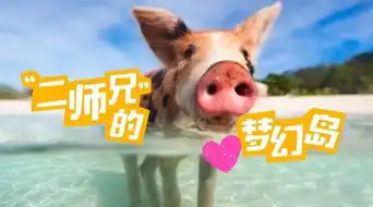  我要去巴哈马跟一群猪游泳过夏天