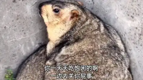  搞笑配音主人去调戏土拨鼠,正在哄老婆的土拨鼠直接发飙反骂主人