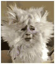 搞笑图片熊猫头吸猫片  搞笑图片熊猫头吸猫片