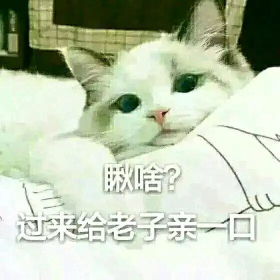  萌宠表情包猫