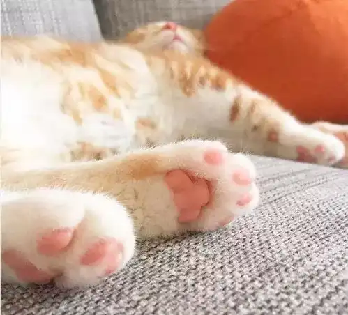  辟谣被猫咪抓伤就会感染猫抓热去爪术只是丧心病狂的借口