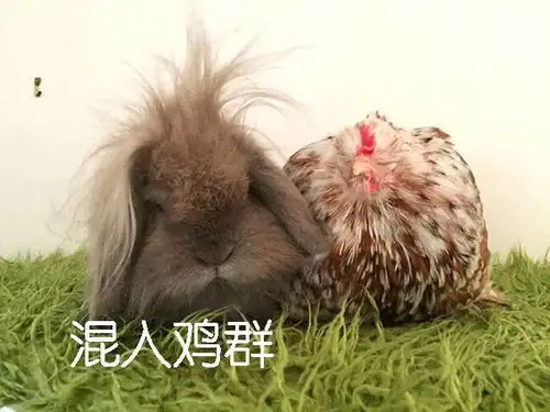  图说年假将尽,鸡年大吉了吗