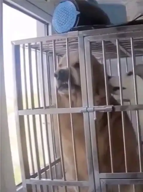  金毛这脸色是要急眼了
