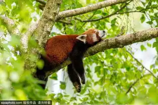  世界睡眠日动物可爱睡姿萌化人心