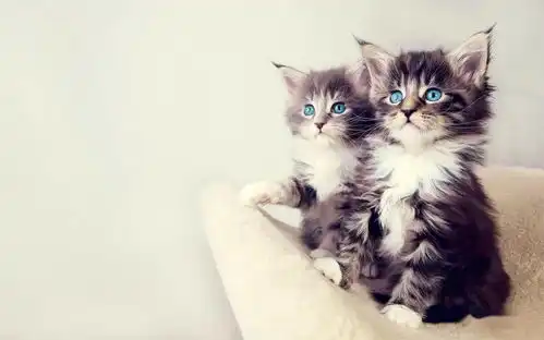  猫咪换毛期要注意这3点,特别是第2点,铲屎官要重视