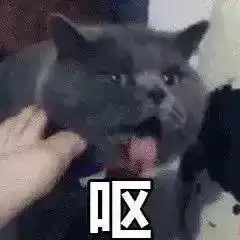  猫猫表情包超沙雕的猫咪表情包