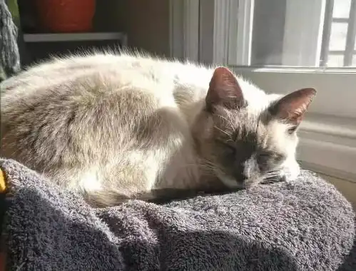 猫咪不爱喝水这份养护攻略你一定得看  猫咪不爱喝水这份养护攻略你一定得看