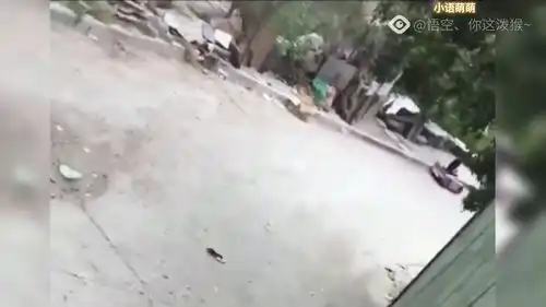 爆笑搞笑患有低血糖的猫,起床就打自己萌新up法外狂徒张三  爆笑搞笑患有低血糖的猫,起床就打自己萌新up法外狂徒张三