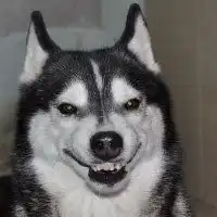 哈士奇犬搞笑图片表情包