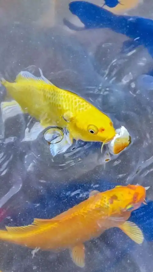  洛师壁纸转发这个锦鲤你将好运连连