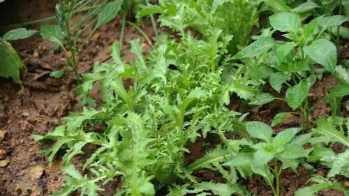  农村这种苦野菜,清热解暑很适宜,常用来凉拌着吃,不错的下酒菜