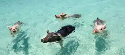  巴哈马群岛游泳猪蹿红网络会下水冲浪向游客讨食高清组图