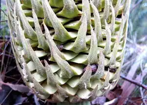 铁树开花图片搞笑传粉