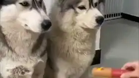 该吃药的图片搞笑哈士奇