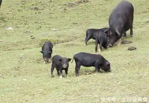  5种顶级食材,有的都没有见过,更别说买了