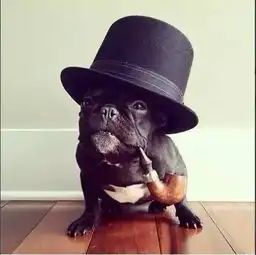  法斗犬有泪痕怎么回事