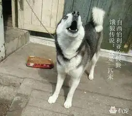 堂堂哈士奇不仅没女朋友,还吃不到肉天理何在