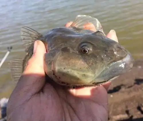  海鲶鱼