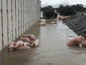 搞笑gif趣图我看着阳台上老爸用破水桶盛着发财树  搞笑gif趣图我看着阳台上老爸用破水桶盛着发财树