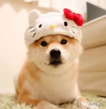  柴犬的智商高吗是不是很聪明