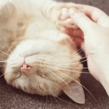 巴掌大的软萌猫咪暖到心窝,安全又实用,美到尖叫  巴掌大的软萌猫咪暖到心窝,安全又实用,美到尖叫