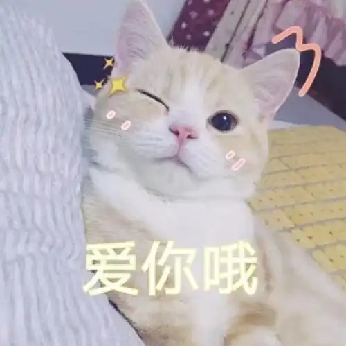 呸表情包图片猫咪