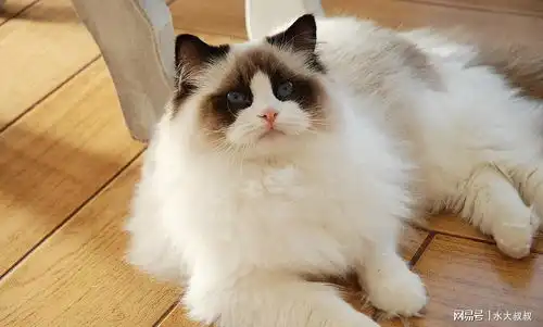 你懂的带字搞笑图片布偶猫