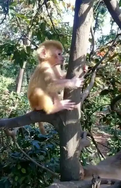 大自然温馨的一面,小猴子坐在树上玩,妈妈一脸宠溺的看着它  大自然温馨的一面,小猴子坐在树上玩,妈妈一脸宠溺的看着它