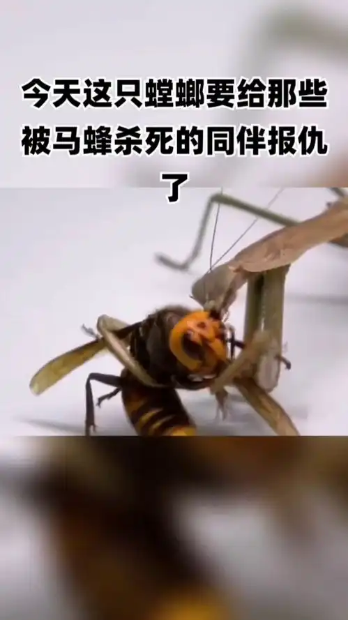 一只马蜂和一只螳螂  一只马蜂和一只螳螂