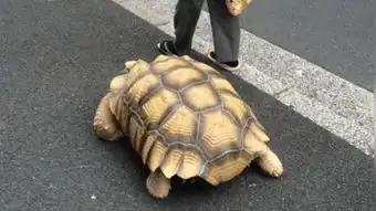 巨无霸定制版  巨无霸定制版