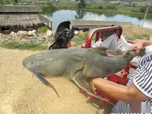  如此凶猛的鲶鱼,少见,听说来自印度