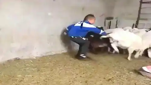 孩子一到奶奶家,整个羊群就遭了秧,这一幕太搞笑了  孩子一到奶奶家,整个羊群就遭了秧,这一幕太搞笑了