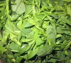  这种野菜能清热去火