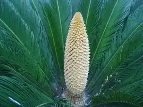  有谁知道铁树开花结的种子有什么用