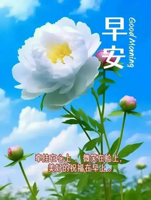  平淡如水的问候,真挚无华的祝福,在最美的早晨送给你,愿你永远开心快乐幸福安康早安甜蜜思念网易订阅