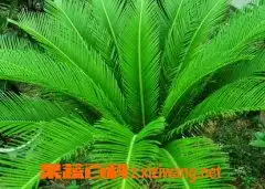  野生铁树的功效与作用及食用方法果蔬百科全说