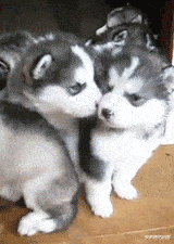 哈士奇动态图片搞笑gif