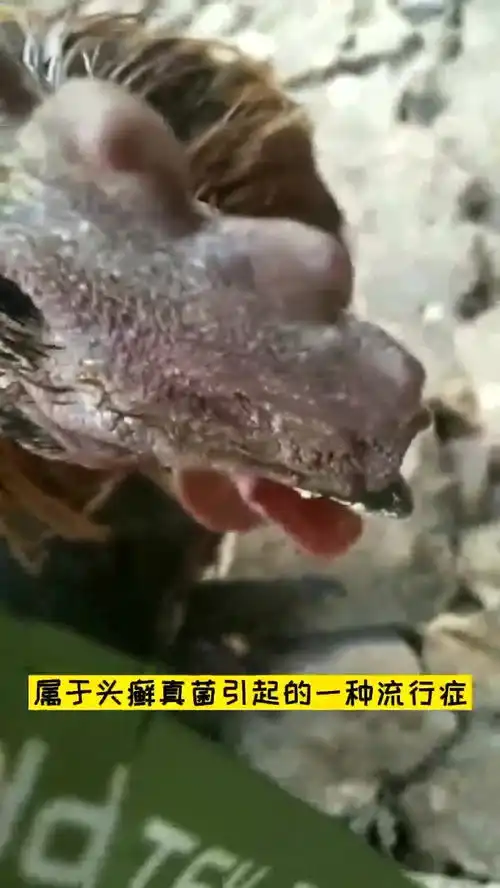  鸡冠发黄溃烂怎样治疗鸡群鸡冠溃烂是什么病鸡冠发黄溃烂怎样治疗鸡冠结痂是什么病