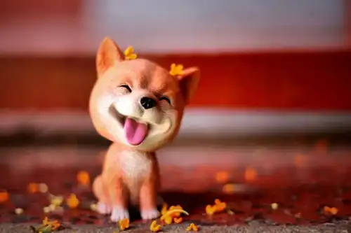 摄影携萌犬祝华东政法大学生日快乐  摄影携萌犬祝华东政法大学生日快乐