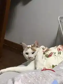  记者暗访地下猫色场所,曝光的产业内幕震惊了网络