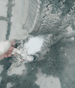 搞笑动态图片大全gif搞