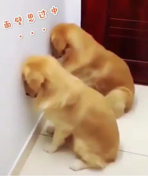 斗图小表情3.20  斗图小表情3.20