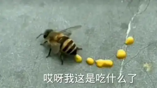 搞笑奶奶图片蜜蜂