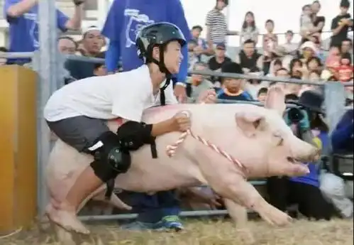 猪睡觉图片搞笑整人虐待