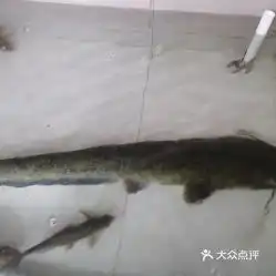 天之府生态鱼庄的江鲢好不好吃用户评价口味怎么样水富市美食江鲢实拍图片大众点评